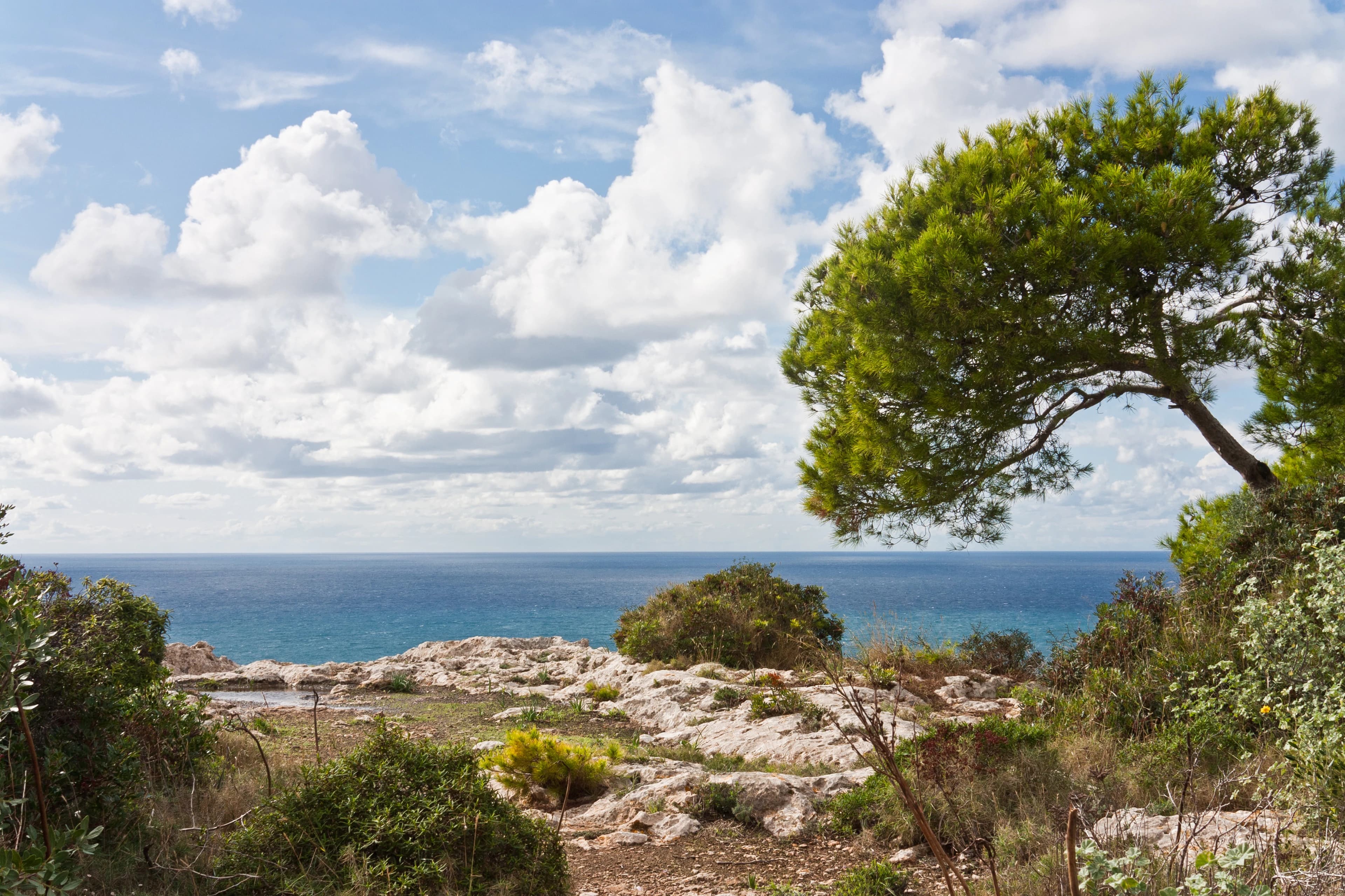 Olga Makarova - Agente inmobiliario en Sa Torre